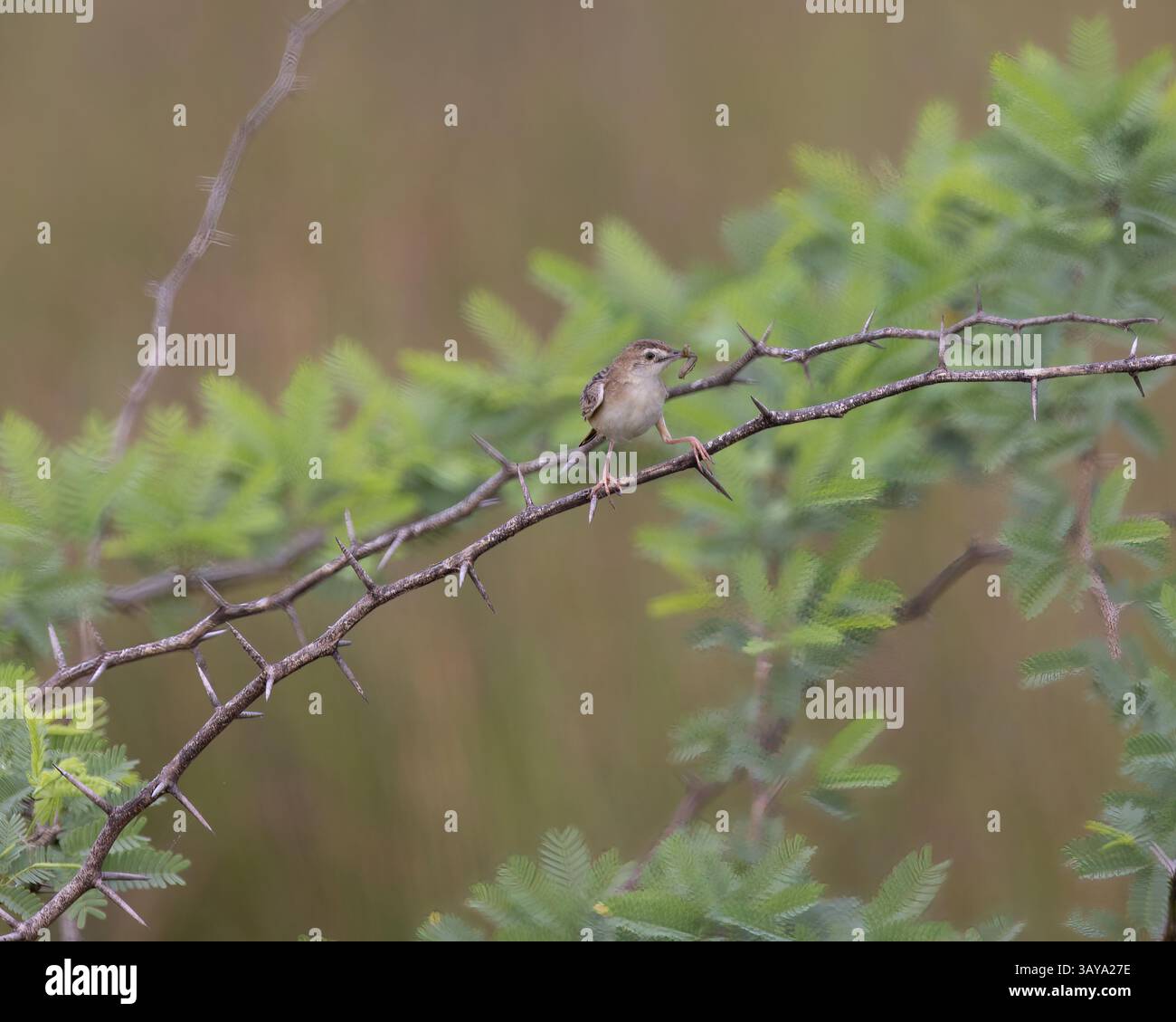Une cisticola de zitting dans le parc national de Yala, Sri Lanka Banque D'Images
