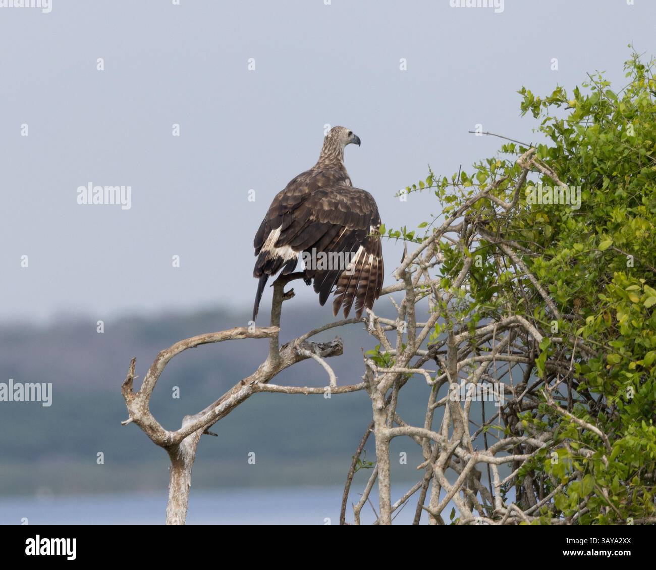 Un aigle poisson à tête grise au Sri Lanka Banque D'Images