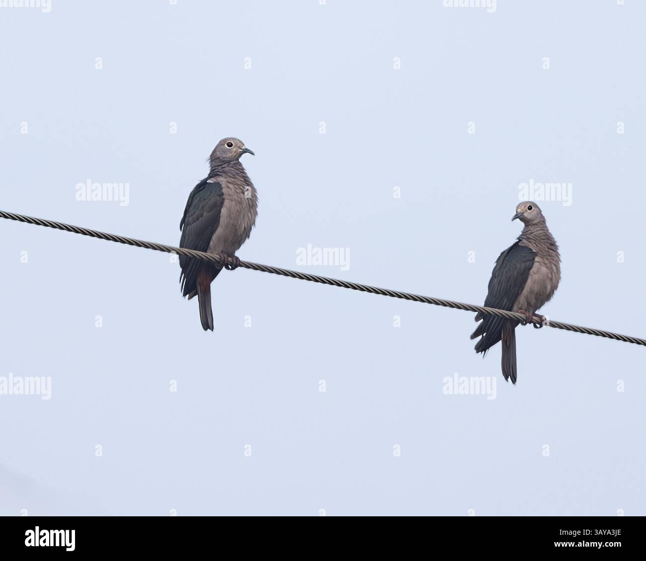 Deux pigeons impériaux verts dans le parc national de Bundala, Sri Lanka Banque D'Images
