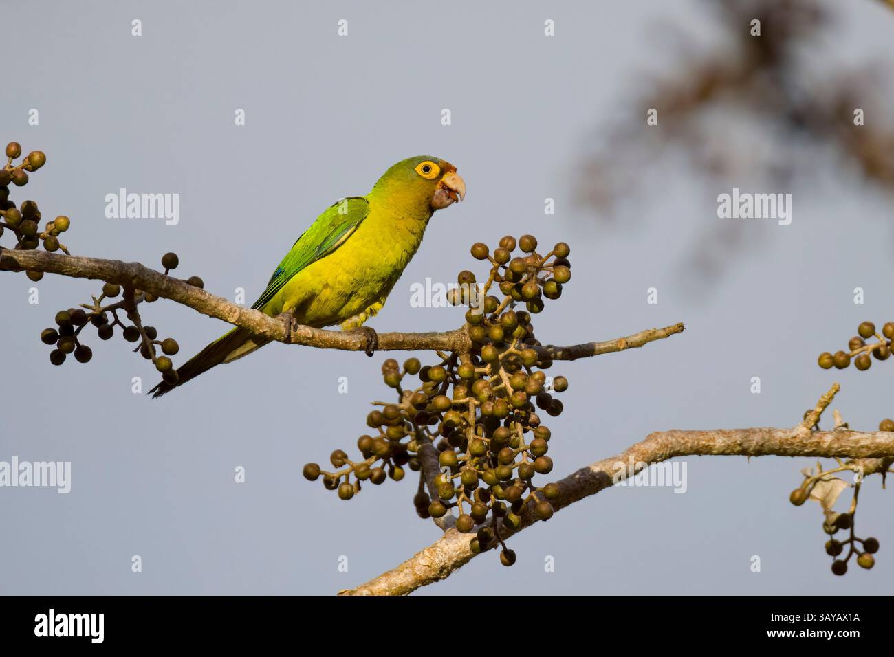 Perruche à fronts oranges au Costa Rica Banque D'Images