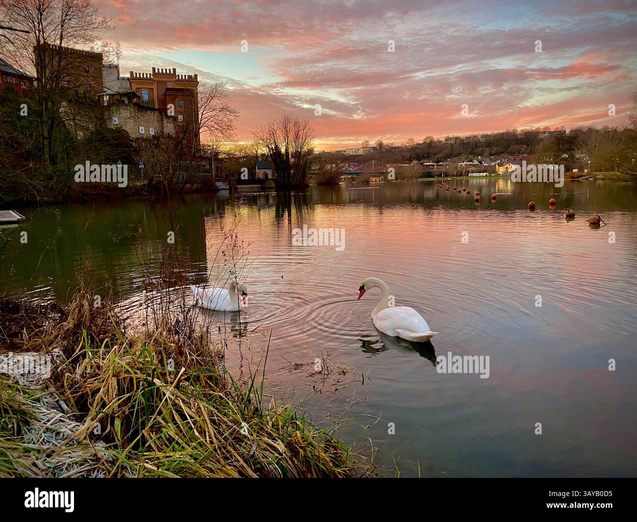 Cette image capture un moment serein au bord d'un lac au coucher du soleil, où deux cygnes élégants nagent près de la rive. L'eau calme reflète les teintes chaudes de - Image de stock capturée avec un smartphone
