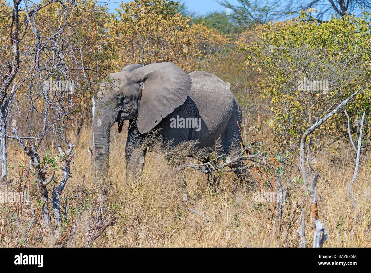Bébé éléphant marchant à travers le pinceau dans le parc national de Hwange au Zimbabwe Banque D'Images