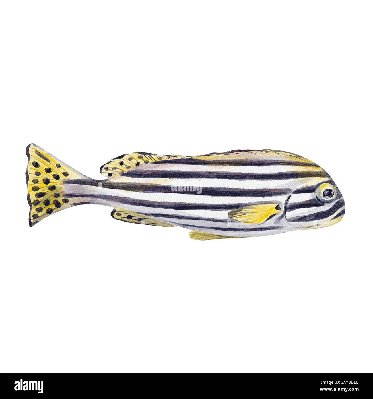 Poisson rayé exotique. Dent sucrée orientale. Corps long. Couleur blanche avec des rayures noires. Avec des nageoires jaunes et des points sur la queue. Illustration aquarelle Banque D'Images