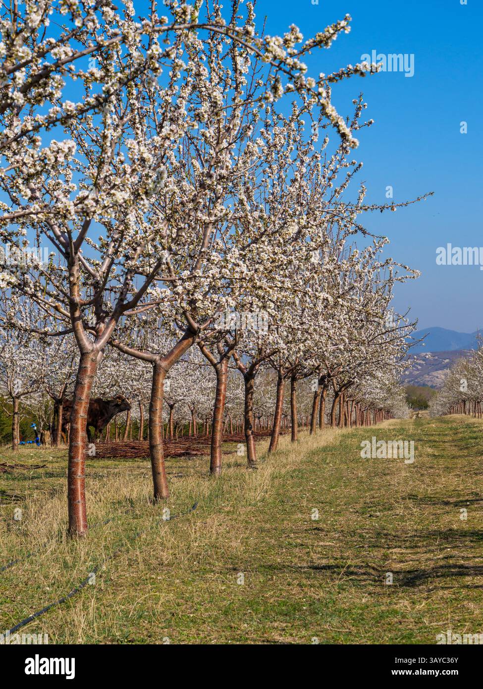 Amandiers en fleurs bordant le champ agricole, révélant un paysage fleuri rose blanc pendant la croissance saisonnière printanière Banque D'Images