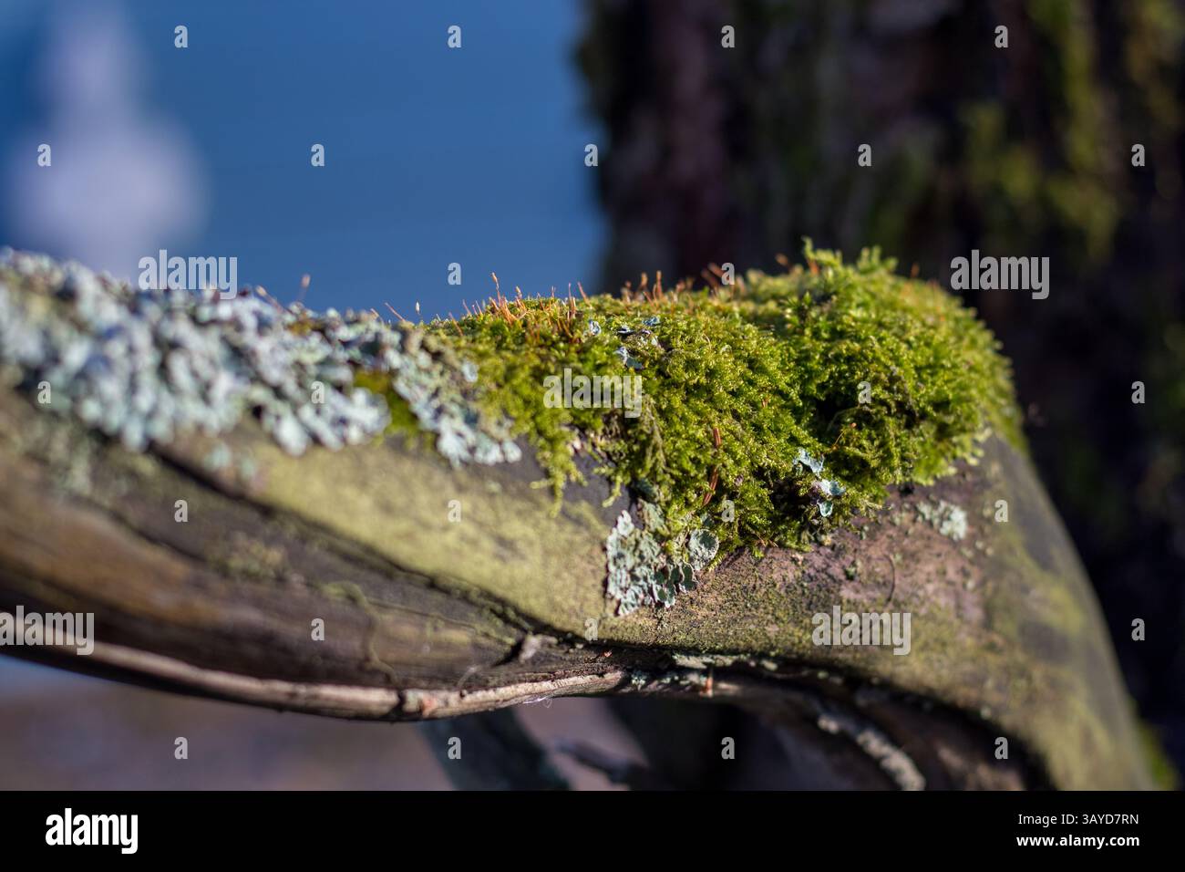 Un gros plan d'une très vieille branche d'arbre dans un soleil d'été. Banque D'Images