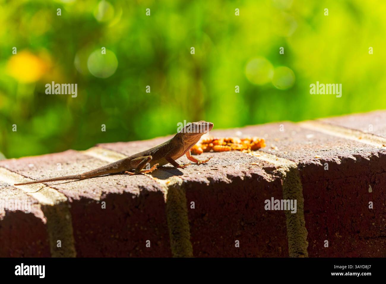Anole vert (Anolis carolinensis) pendant l'accouplement, connu sous le nom d'anole de Caroline, anole vert de Caroline, etc États-Unis et parfois appelé A Banque D'Images