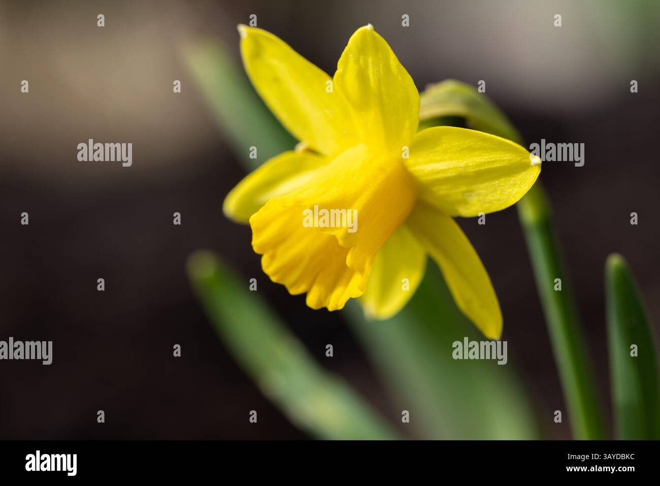 Photo macro fleur de jonquille jaune vif symbolisant l'arrivée du printemps et du renouveau. Parfait pour les thèmes de la nature, du jardinage et des transi saisonniers Banque D'Images
