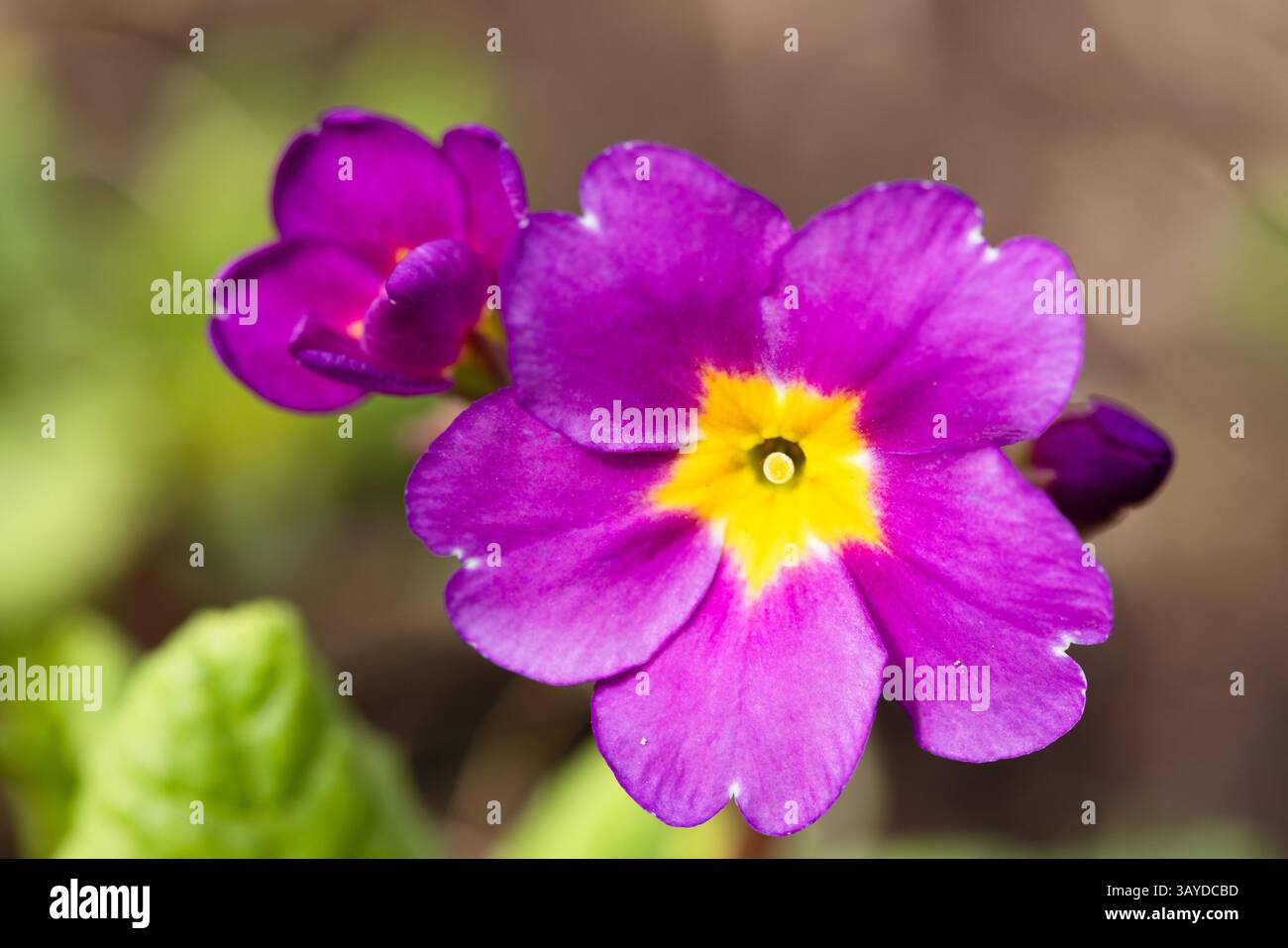 Fleurs jaunes violettes macro photo. Plantes à fleurs primulées de la famille des Primulaceae Banque D'Images