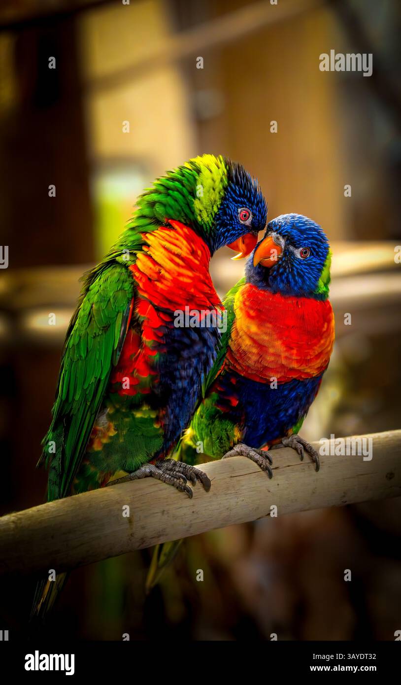 Deux lorikeets arc-en-ciel (Trichoglossus moluccanus) perchés sur une poutre en bois s'engageant dans un toilettage affectueux dans un décor légèrement flou Banque D'Images