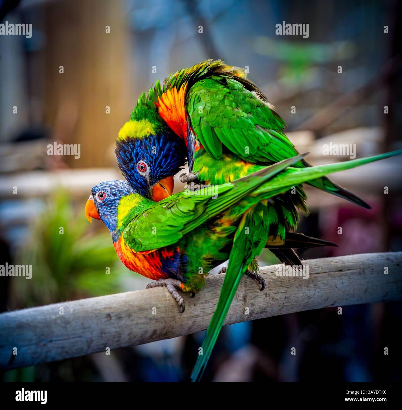 Deux lorikeets arc-en-ciel (Trichoglossus moluccanus) perchés sur une branche rustique partageant un moment de préparation affectueux sous une douce lumière bokeh Banque D'Images
