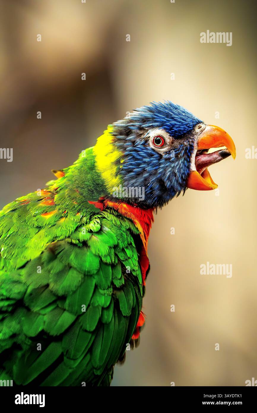 Lorikeet arc-en-ciel vibrant (Trichoglossus moluccanus) couchant avec bec ouvert sur un fond neutre légèrement flou Banque D'Images
