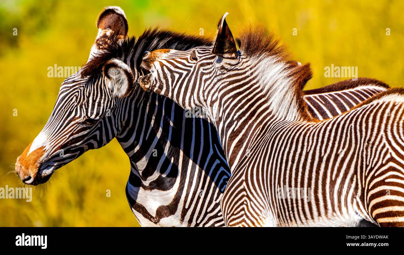 A Young Grevy’s Zebra (Equus grevyi) mord de manière ludique une oreille d’adulte, contrastant avec des rayures audacieuses et un comportement affectueux dans une toile de fond lumineuse de Savannah Banque D'Images