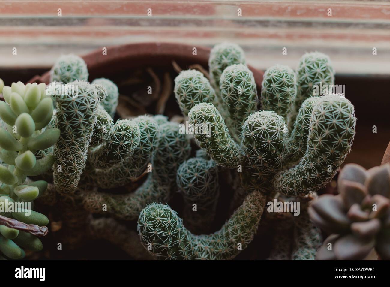 Gros plan des cactus et des succulents à la lumière naturelle Banque D'Images