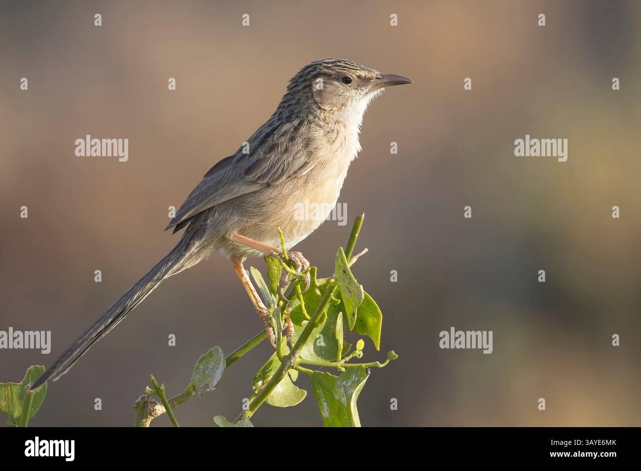 Zitting Cisticola ou Paruline fantôme striée (Cisticola juncidis) perchée sur un buisson, à proximité, Blackbuck National Park à Velavadar, Gujarat, Inde. Banque D'Images