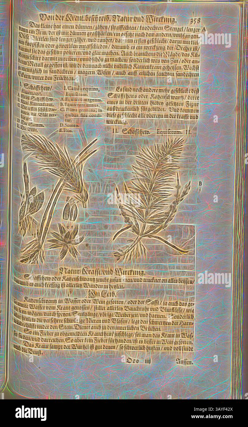 Illustration botanique antique avec des dessins détaillés de diverses plantes accompagnés d'un texte dans une police classique, décrivant leurs caractéristiques et leurs utilisations. La mise en page combine l'art et l'information, reflétant les approches historiques des sciences naturelles., queue équine, Equisetum, Schaffthew, Fol. 358r, 1590, Pietro Andrea Mattioli, Joachim Camerarius : Kreuterbuch desz hochgelehrten unnd weitberühmten Herrn D. Petri Andreae Matthioli. Franckfort am Mayn : [Feyrabendt], 1590, Art classique avec une touche moderne réinventé par Artotop Banque D'Images