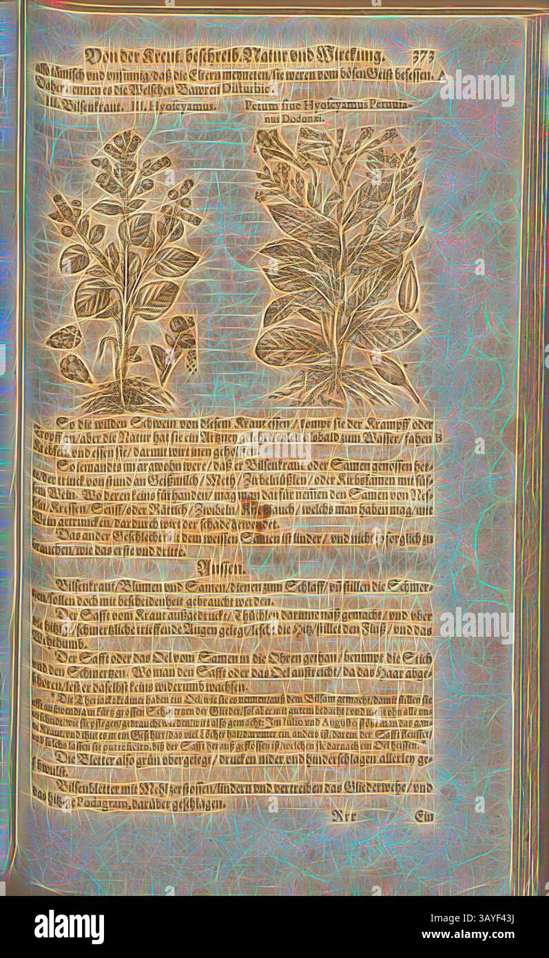 Une page illustrée présentant des dessins botaniques détaillés de diverses plantes, accompagnés d'un texte allemand qui décrit leurs caractéristiques et leurs utilisations. Les mises en page soulignent les détails complexes des feuilles et des fleurs, mettant en valeur l'art et la connaissance de l'époque., Hyoscyamus et demandez si hyoscyamus Peruvianus Dodavahu, Henbane, Fol. 373r, 1590, Pietro Andrea Mattioli, Joachim Camerarius : Kreuterbuch desz hochgelehrten unnd weitberühmten Herrn D. Petri Andreae Matthioli. Franckfort am Mayn : [Feyrabendt], 1590, Art classique avec une touche moderne réinventé par Artotop Banque D'Images
