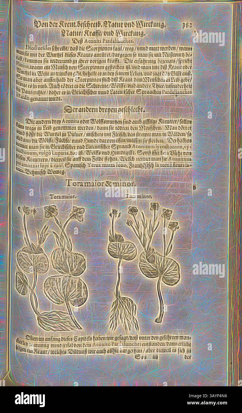 Une page illustrée présentant des dessins botaniques détaillés de diverses plantes, accompagnés de descriptions dans un script orné. Les plantes sont représentées en différentes étapes, soulignant leurs caractéristiques uniques. Le texte fournit des informations historiques et scientifiques sur la flore représentée., Torimaio et, Fol. 382r, 1590, Pietro Andrea Mattioli, Joachim Camerarius : Kreuterbuch desz hochgelehrten unnd weitberühmten Herrn D. Petri Andreae Matthioli. Franckfort am Mayn : [Feyrabendt], 1590, Art classique avec une touche moderne réinventé par Artotop Banque D'Images