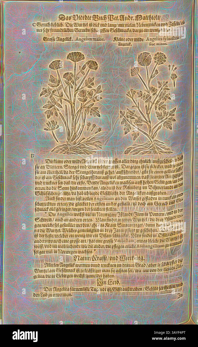 Une illustration complexe avec deux représentations botaniques de plantes, accompagnée d'un texte détaillé qui décrit leurs caractéristiques et leurs utilisations. La mise en page combine annotation scientifique et représentation artistique, mettant l'accent sur la relation entre la nature et la connaissance., Angelica plus grande ou plus petite, et Angelica sylvestris, Big Angelick et Small ou Wild Angelick, Fol. 409v, 1590, Pietro Andrea Mattioli, Joachim Camerarius : Kreuterbuch desz hochgelehrten unnd weitberühmten Herrn D. Petri Andreae Matthioli. Franckfort am Mayn : [Feyrabendt], 1590, Art classique avec une touche moderne Banque D'Images