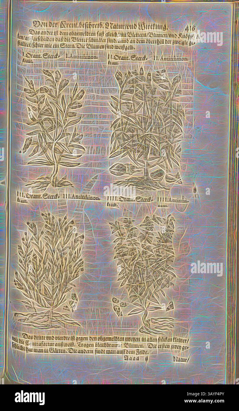 Une collection d'études botaniques illustrées présentant diverses plantes, accompagnées d'un texte descriptif détaillant leurs caractéristiques et classifications. La composition comprend plusieurs plantes, chacune présentée avec un travail de ligne complexe et étiquetée pour l'identification., Antirines, Orant, Sterile, Fol. 416r, 1590, Pietro Andrea Mattioli, Joachim Camerarius : Kreuterbuch desz hochgelehrten unnd weitberühmten Herrn D. Petri Andreae Matthioli. Franckfort am Mayn : [Feyrabendt], 1590, Art classique avec une touche moderne réinventé par Artotop Banque D'Images