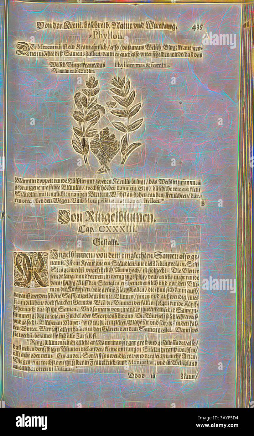 Illustration botanique vieillie représentant deux espèces végétales, accompagnée de descriptions détaillées et d'annotations en allemand. La conception met l'accent sur l'étude scientifique de la flore, avec une bordure ornée renforçant son importance historique., Phyllum mas, Welsch Bingelkraut, le mâle et la femelle, Fol. 435r, 1590, Pietro Andrea Mattioli, Joachim Camerarius : Kreuterbuch desz hochgelehrten unnd weitberühmten Herrn D. Petri Andreae Matthioli. Franckfort am Mayn : [Feyrabendt], 1590, Art classique avec une touche moderne réinventé par Artotop Banque D'Images
