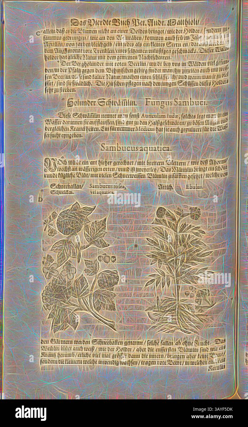 Une page vieillie présentant des illustrations détaillées de diverses plantes, ainsi qu'un texte complexe discutant de leurs propriétés et utilisations. Les dessins botaniques mettent en évidence les formes naturelles et les caractéristiques des plantes, mettant en valeur le riche contexte historique présenté dans les descriptions ci-jointes., sureau rose, velaquatica et ébulus, boules de neige, Schwelcken et Attich, FOL. 451v, 1590, Pietro Andrea Mattioli, Joachim Camerarius : Kreuterbuch desz hochgelehrten unnd weitberühmten Herrn D. Petri Andreae Matthioli. Franckfort am Mayn : [Feyrabendt], 1590, Art classique avec une touche moderne réinventé par Banque D'Images