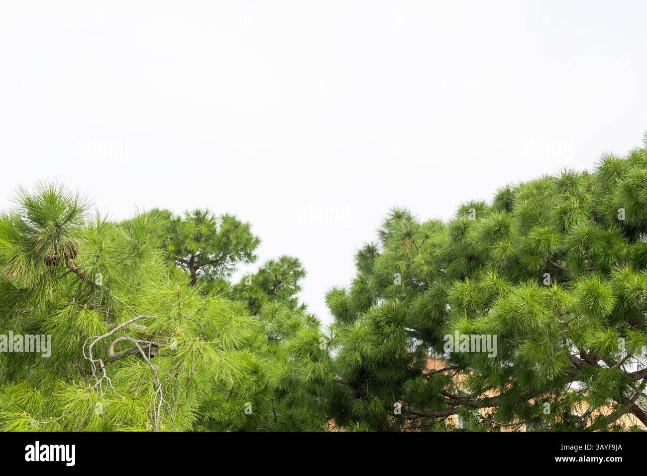 Verdure Pine Tree Canopy Against Sky Banque D'Images