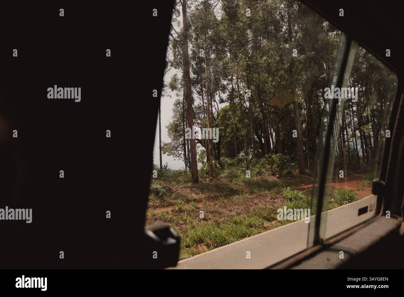 Vue sur les arbres depuis la fenêtre de la voiture Banque D'Images