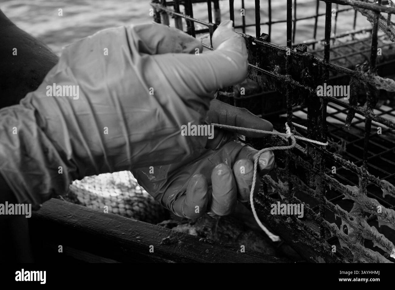 14 octobre 2008 - Groton, Connecticut, É.-U. - JOE BERGMAN répare un pot de homard. (Crédit image : ©Adam Rountree/zReportage.com/zReportage.com/ZUMA) Banque D'Images