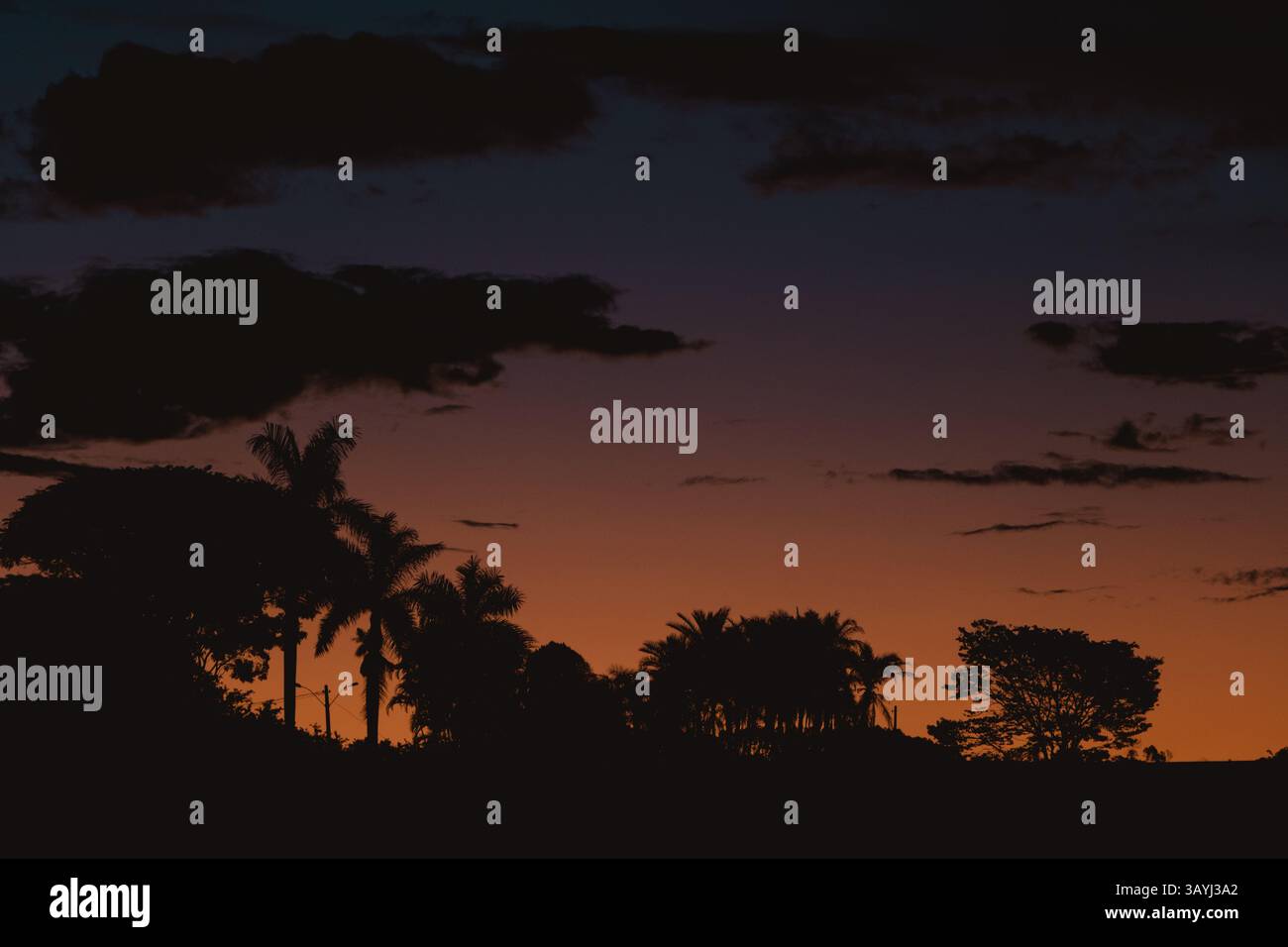 Silhouette de palmiers au coucher du soleil Banque D'Images