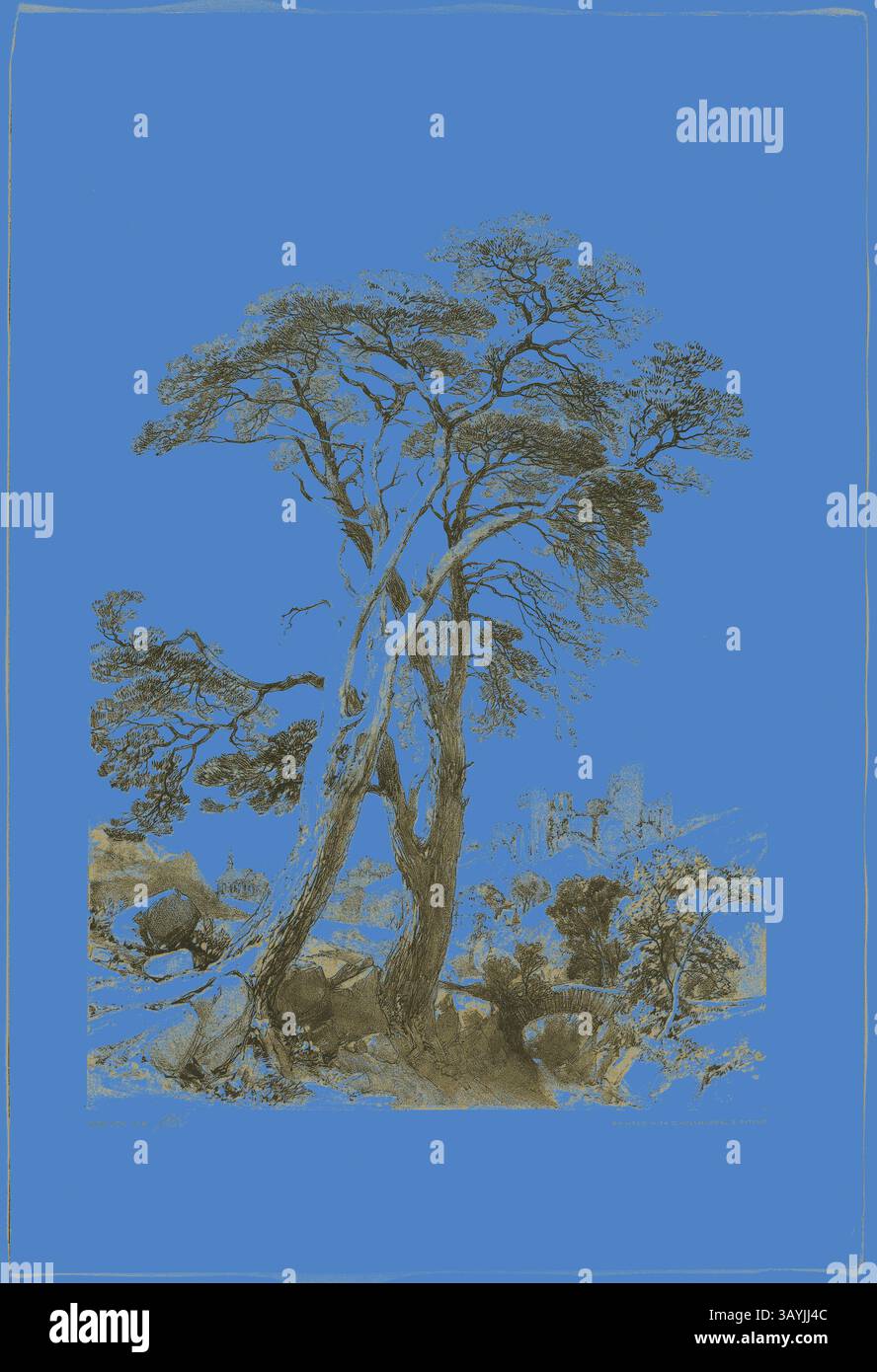 Un arbre saisissant se dresse bien en évidence sur un fond bleu éclatant, ses branches tordues et son écorce texturée invitant à un moment de contemplation. La flore environnante évoque un paysage serein, où la beauté de la nature se mêle à l'expression artistique. Scotch Fir, From the Park and the Forest, 1841, James Duffield Harding (anglais, 1798-1863), imprimé par Charles Joseph Hullmandel (anglais, 1789-1850), publié par Thomas McLean (anglais, 1788-1875), Angleterre, lithographie en noir, avec teinte brune d'une deuxième planche, sur papier de laine ivoire, posé sur papier de laine ivoire (chine collé), 395 × 293 mm ( Banque D'Images Un arbre saisissant se dresse bien en évidence sur un fond bleu éclatant, ses branches tordues et son écorce texturée invitant à un moment de contemplation. La flore environnante évoque un paysage serein, où la beauté de la nature se mêle à l'expression artistique. Scotch Fir, From the Park and the Forest, 1841, James Duffield Harding (anglais, 1798-1863), imprimé par Charles Joseph Hullmandel (anglais, 1789-1850), publié par Thomas McLean (anglais, 1788-1875), Angleterre, lithographie en noir, avec teinte brune d'une deuxième planche, sur papier de laine ivoire, posé sur papier de laine ivoire (chine collé), 395 × 293 mm ( Banque D'Images