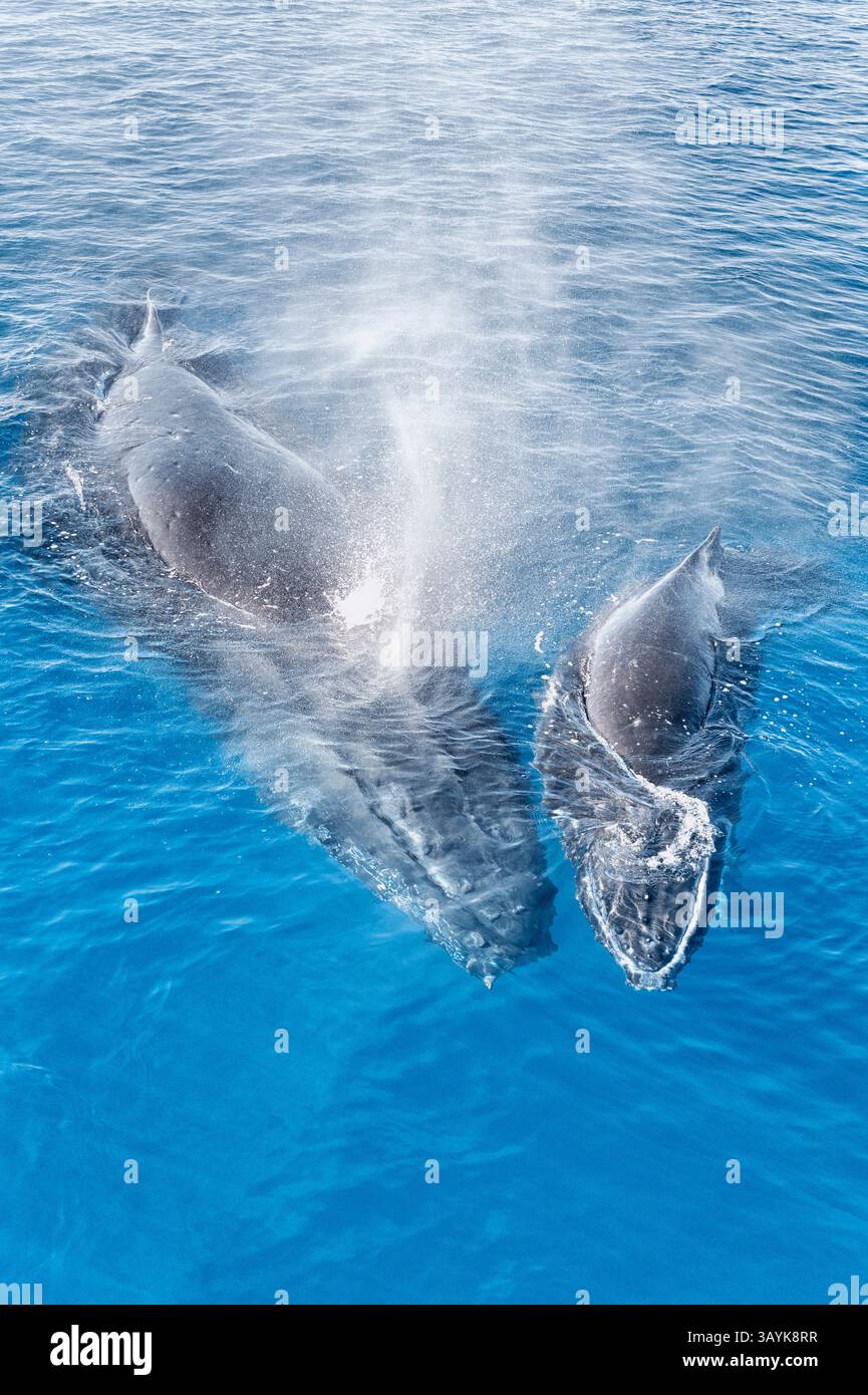 Baleines à bosse mère et veau faisant surface et expirant, Hervey Bay, Queensland, Australie Banque D'Images