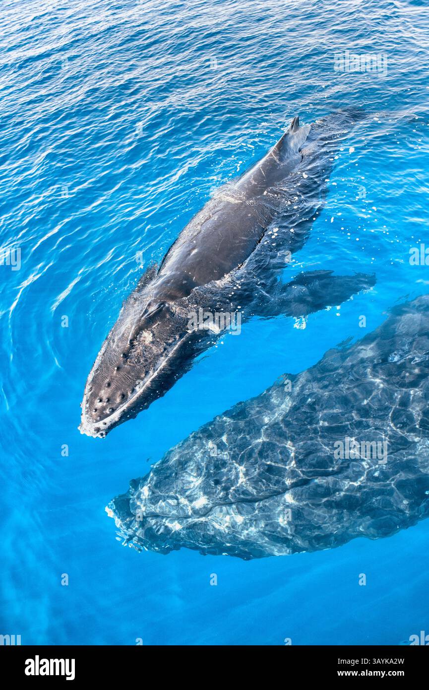 Baleines à bosse mère et veau, Hervey Bay, Queensland, Australie Banque D'Images