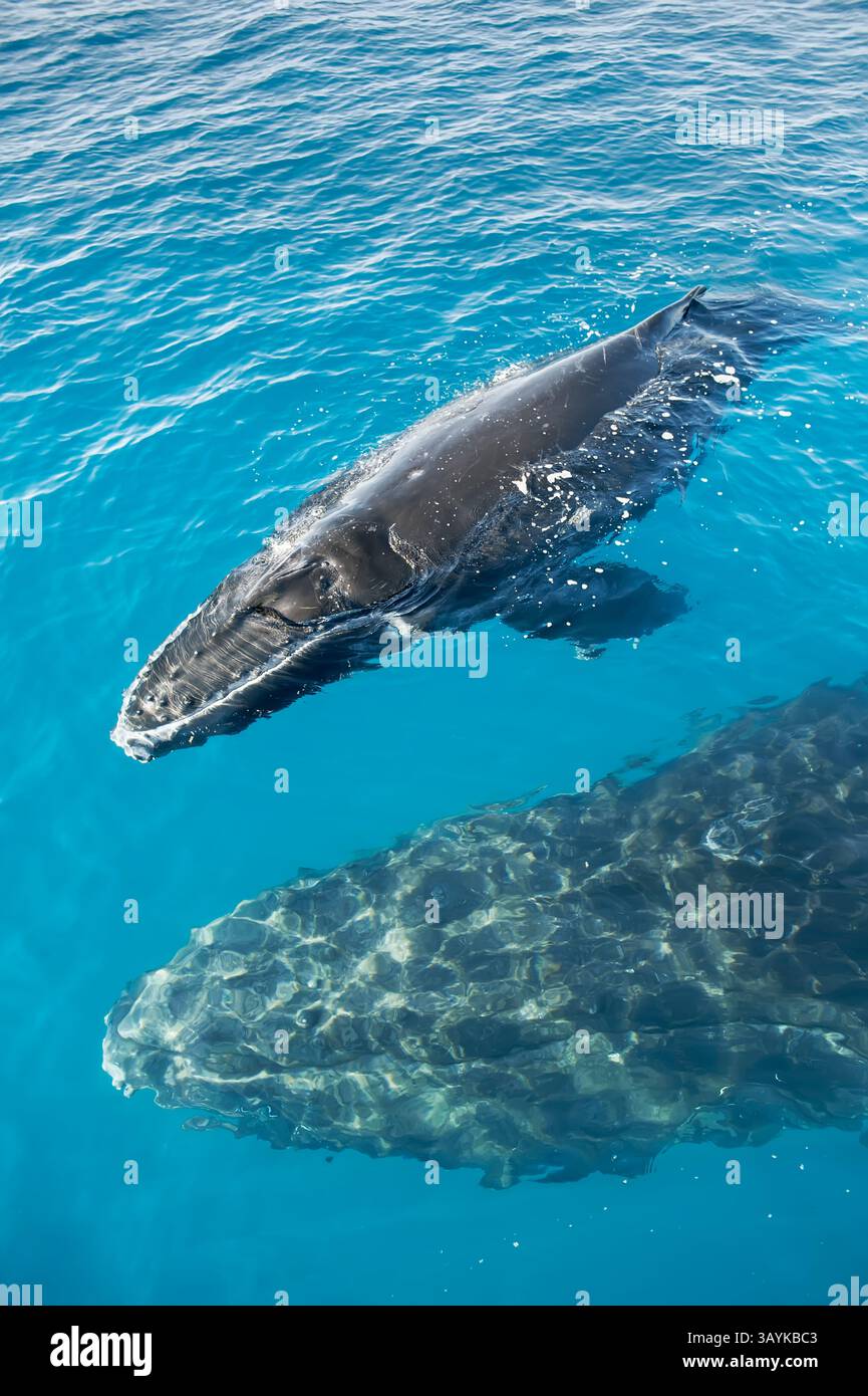 Baleines à bosse mère et veau, Hervey Bay, Queensland, Australie Banque D'Images