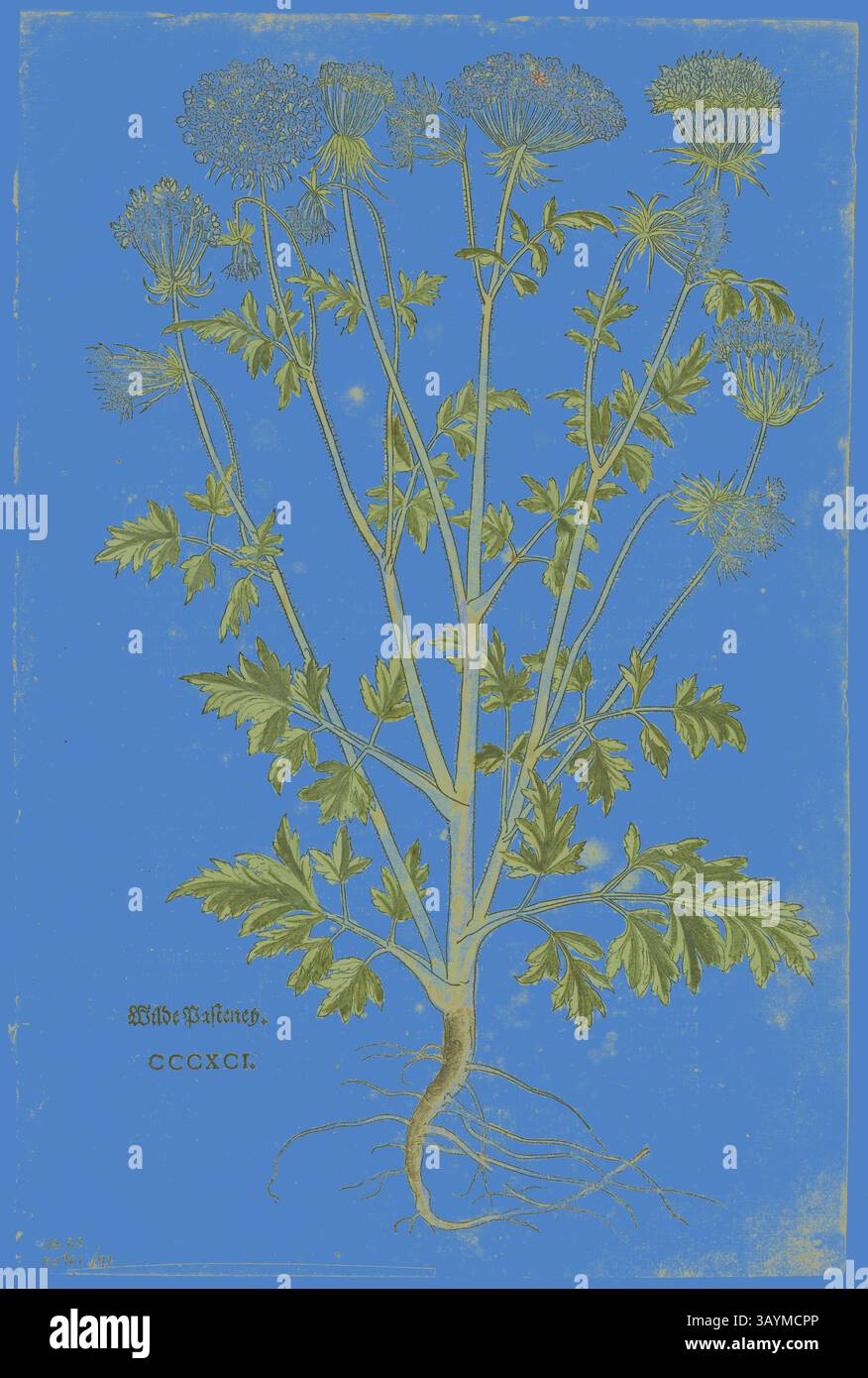 Une illustration botanique complexe présente une représentation détaillée d'une plante à fleurs avec des feuilles vertes luxuriantes, des tiges minces et des grappes de petites fleurs, le tout sur un fond bleu vif. Les racines sont montrées s'étendant sous la surface, soulignant la connexion de la plante à la terre. Feuille de New Kreuterbuch de Leonhart Fuchs, planche 97 de gravures sur bois de livres du XVIe siècle, 1543, Assemblée en portfolio 1937, attribuée à Heinrich Füllmaurer (Suisse, actif 1520-1545), Assemblée par Max Geisberg (Suisse, 1875-1943), Suisse, gravure sur bois sur papier, 329 x 201 mm (image), 352 x Banque D'Images