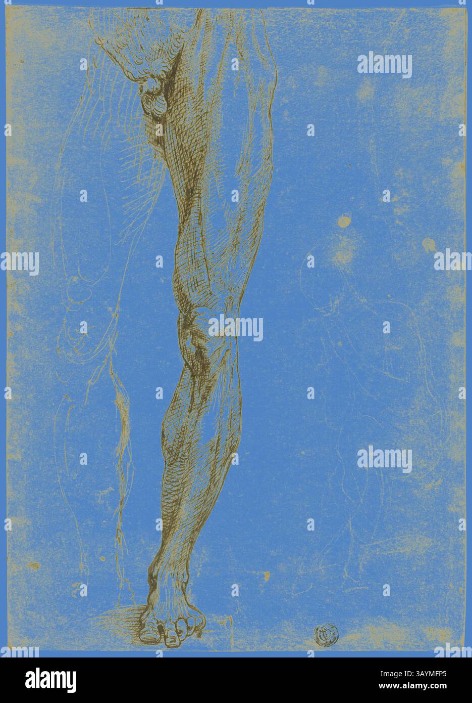 Une étude détaillée d'une jambe humaine, mettant en évidence la structure complexe des muscles et des os sur un fond bleu vif, mettant en évidence le contraste entre la forme et la couleur. Étude de figure masculine, avec un léger croquis de figure assise, 1540/50, suiveur de Michelangelo Buonarroti, italien, 1475-1564, Italie, plume et encre brune, avec des traces de craie noire, sur papier ivoire, 269 x 191 mm (max.) Art classique avec une touche moderne réinventé par Artotop Banque D'Images