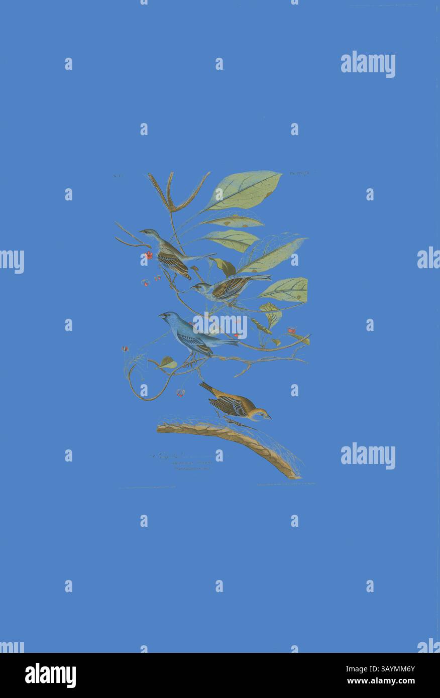 Un arrangement vibrant d'oiseaux perchés sur des branches, entourés de feuilles vertes luxuriantes et de fleurs délicates sur un fond bleu saisissant. La scène capture la beauté de la nature, présentant des représentations détaillées des oiseaux et du feuillage. Homme Indigo Bird, 1829, Robert Havell (anglais, 1793-1878), d'après John James Laforest Audobon (américain, 1775-1851), Angleterre, gravure colorée à la main, avec aquatinte, sur papier tissé crème, 460 × 296 mm (image), 498 × 313 mm (plaque), 970 × 650 mm (feuille) Art classique avec une touche moderne réinventée par Artotop Banque D'Images Un arrangement vibrant d'oiseaux perchés sur des branches, entourés de feuilles vertes luxuriantes et de fleurs délicates sur un fond bleu saisissant. La scène capture la beauté de la nature, présentant des représentations détaillées des oiseaux et du feuillage. Homme Indigo Bird, 1829, Robert Havell (anglais, 1793-1878), d'après John James Laforest Audobon (américain, 1775-1851), Angleterre, gravure colorée à la main, avec aquatinte, sur papier tissé crème, 460 × 296 mm (image), 498 × 313 mm (plaque), 970 × 650 mm (feuille) Art classique avec une touche moderne réinventée par Artotop Banque D'Images