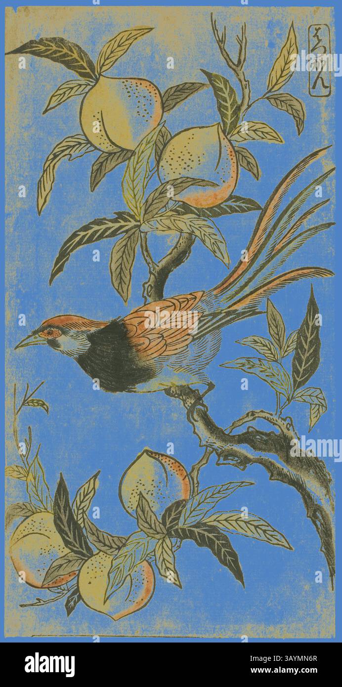 Une scène vibrante avec un oiseau gracieusement perché avec un plumage saisissant, entouré de feuilles vertes luxuriantes et de pêches mûres sur un fond bleu brillant. La composition dégage un mélange harmonieux de nature, mettant en valeur la beauté de la créature aviaire et son environnement abondant. Faisan d'argent (Hakkan), c. 1730, attribué à Nishimura Shigenaga, japonais, 1697 ( ?)-1756, Japon, estampe sur bois colorée à la main, hosoban, urushi-e, 11 5/8 x 6 po. Art classique avec une touche moderne réinventé par Artotop Banque D'Images Une scène vibrante avec un oiseau gracieusement perché avec un plumage saisissant, entouré de feuilles vertes luxuriantes et de pêches mûres sur un fond bleu brillant. La composition dégage un mélange harmonieux de nature, mettant en valeur la beauté de la créature aviaire et son environnement abondant. Faisan d'argent (Hakkan), c. 1730, attribué à Nishimura Shigenaga, japonais, 1697 ( ?)-1756, Japon, estampe sur bois colorée à la main, hosoban, urushi-e, 11 5/8 x 6 po. Art classique avec une touche moderne réinventé par Artotop Banque D'Images