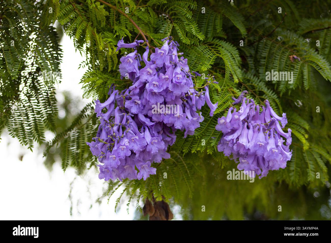 de petites fleurs violettes fleurissent dans la nature Banque D'Images