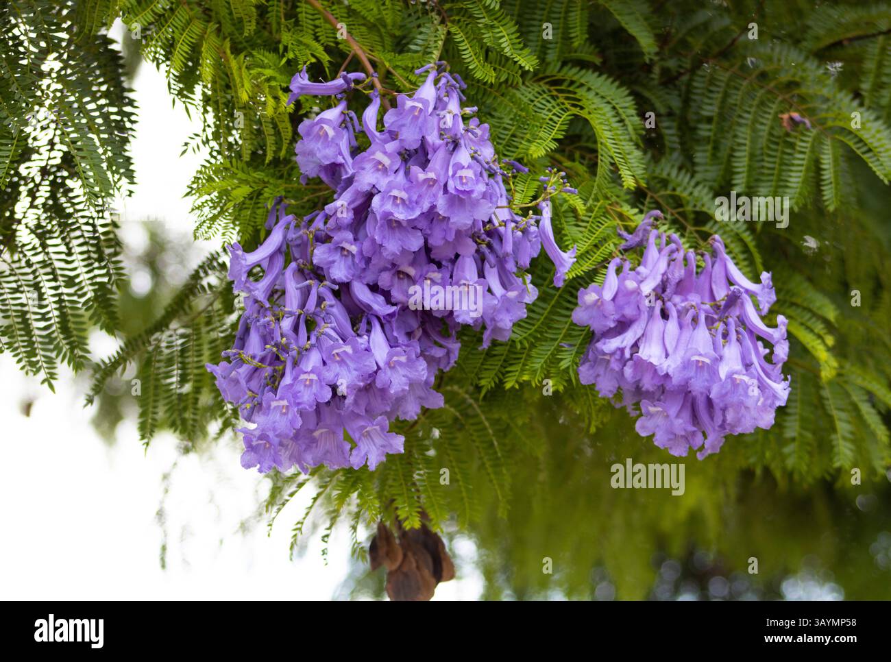 de petites fleurs violettes fleurissent dans la nature Banque D'Images