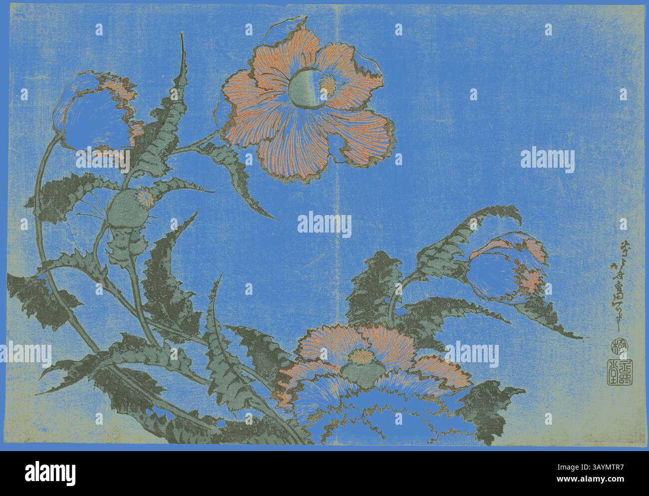 Une composition florale vibrante avec des fleurs et des feuilles minutieusement détaillées, sur un fond bleu saisissant. Les couleurs contrastées renforcent l'élégance des fleurs, évoquant un sentiment de beauté naturelle et de tranquillité. Coquelicots, d'une série de fleurs sans titre, c. 1832, Katsushika Hokusai 葛飾 北斎, japonais, 1760-1849, Japon, impression couleur sur bois, oban, 25,4 x 36,5 cm (10 x 14 3/8 po) Art classique avec une touche moderne réinventé par Artotop Banque D'Images Une composition florale vibrante avec des fleurs et des feuilles minutieusement détaillées, sur un fond bleu saisissant. Les couleurs contrastées renforcent l'élégance des fleurs, évoquant un sentiment de beauté naturelle et de tranquillité. Coquelicots, d'une série de fleurs sans titre, c. 1832, Katsushika Hokusai 葛飾 北斎, japonais, 1760-1849, Japon, impression couleur sur bois, oban, 25,4 x 36,5 cm (10 x 14 3/8 po) Art classique avec une touche moderne réinventé par Artotop Banque D'Images