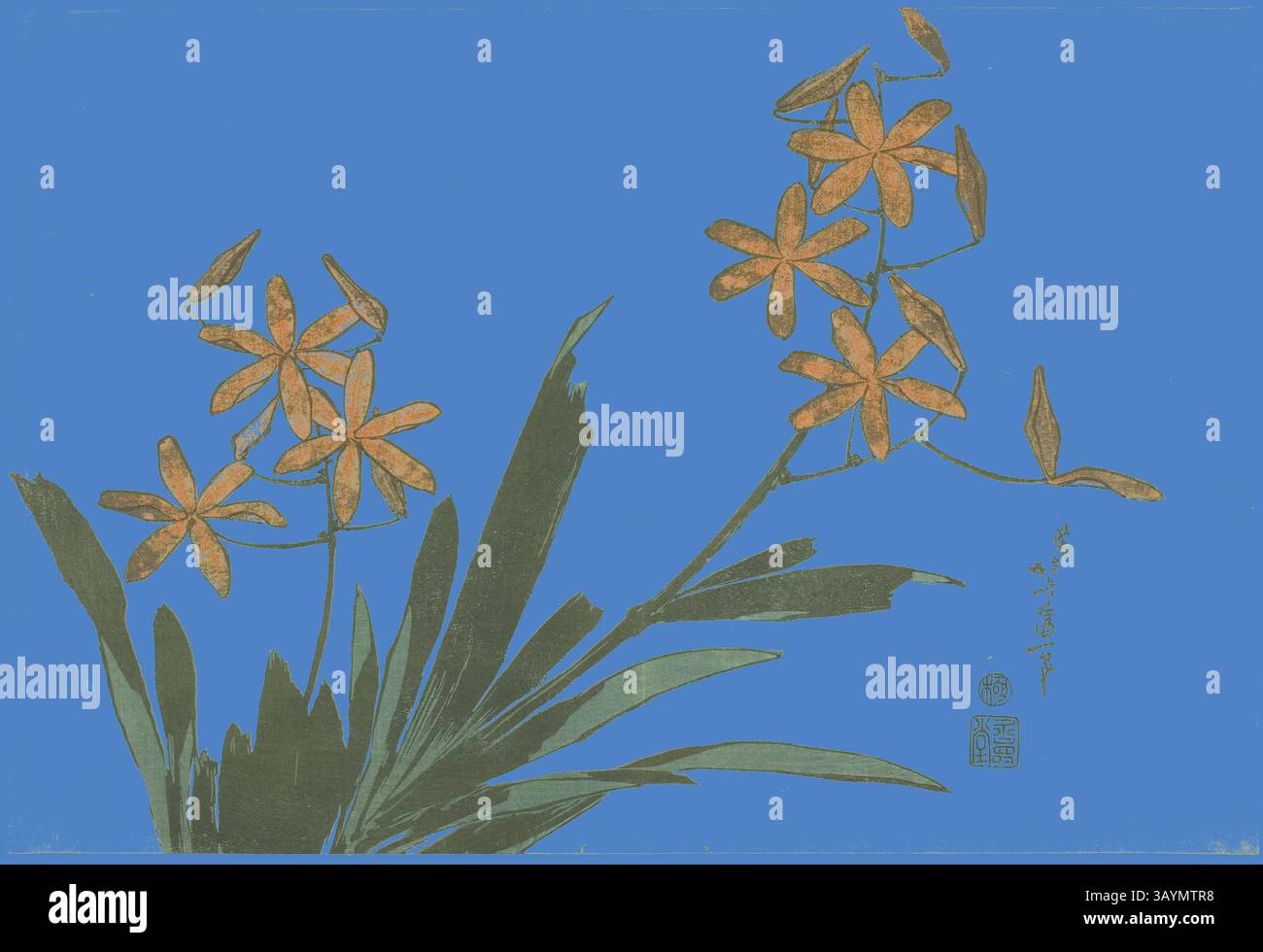Une composition vibrante avec de délicates fleurs jaunes avec des pétales en forme d'étoile, accompagnées de feuilles vertes luxuriantes, sur un fond bleu saisissant. La pièce dégage un sentiment d'harmonie et de beauté naturelle, soulignant l'élégance de l'arrangement floral. Orchidées oranges, d'une série de fleurs sans titre, c. 1832, Katsushika Hokusai 葛飾 北斎, japonais, 1760-1849, éditeur : Hibino Yohachi, japonais, inconnu, Japon, impression sur bois couleur, oban, 25,5 x 37,7 cm (10 x 14 1/2 po.) Art classique avec une touche moderne réinventé par Artotop Banque D'Images Une composition vibrante avec de délicates fleurs jaunes avec des pétales en forme d'étoile, accompagnées de feuilles vertes luxuriantes, sur un fond bleu saisissant. La pièce dégage un sentiment d'harmonie et de beauté naturelle, soulignant l'élégance de l'arrangement floral. Orchidées oranges, d'une série de fleurs sans titre, c. 1832, Katsushika Hokusai 葛飾 北斎, japonais, 1760-1849, éditeur : Hibino Yohachi, japonais, inconnu, Japon, impression sur bois couleur, oban, 25,5 x 37,7 cm (10 x 14 1/2 po.) Art classique avec une touche moderne réinventé par Artotop Banque D'Images
