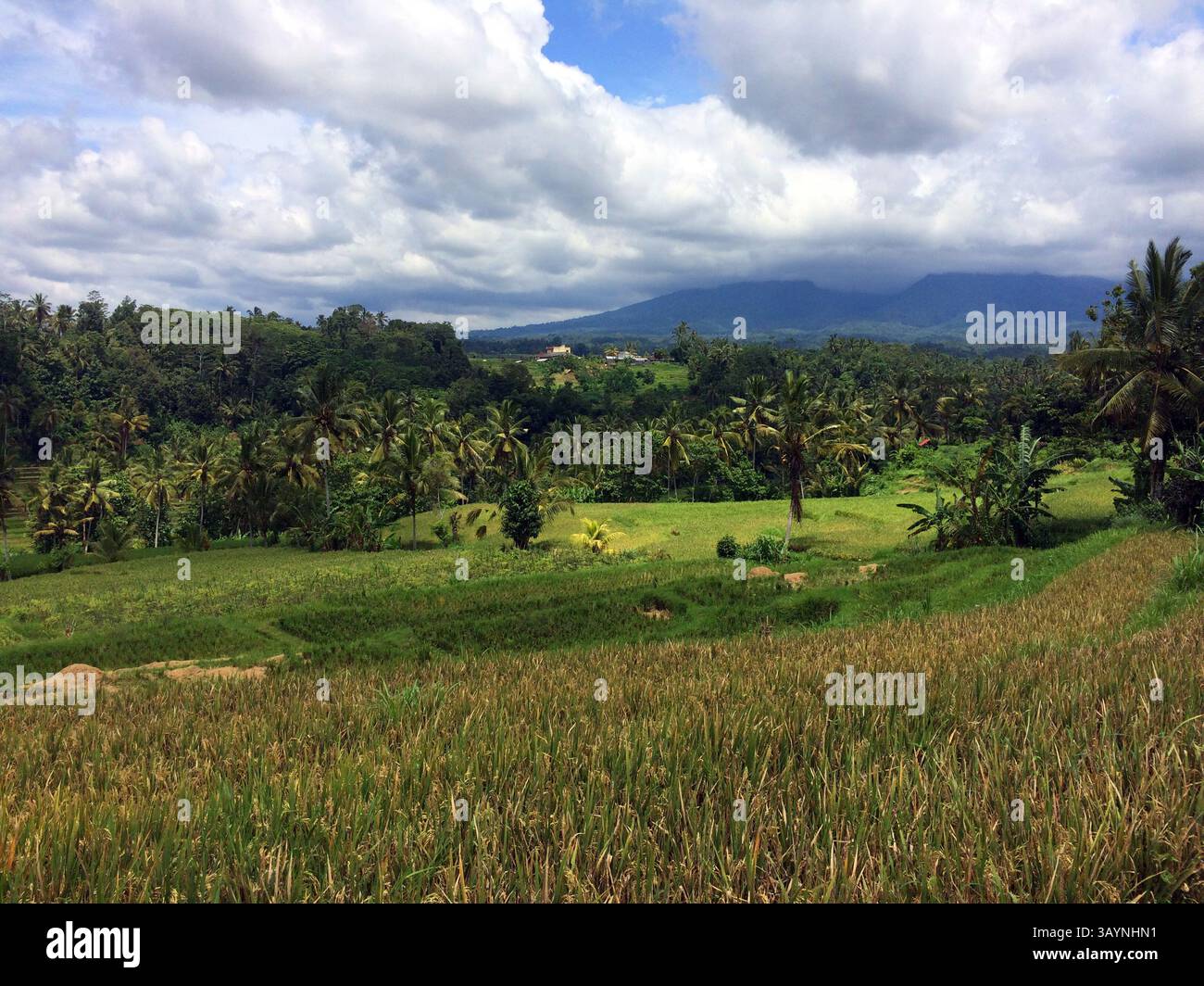 Des rizières verdoyantes s'étendent à travers le paysage, bordées par d'denses grappes de palmiers. En arrière-plan, collines ondulantes. Banque D'Images