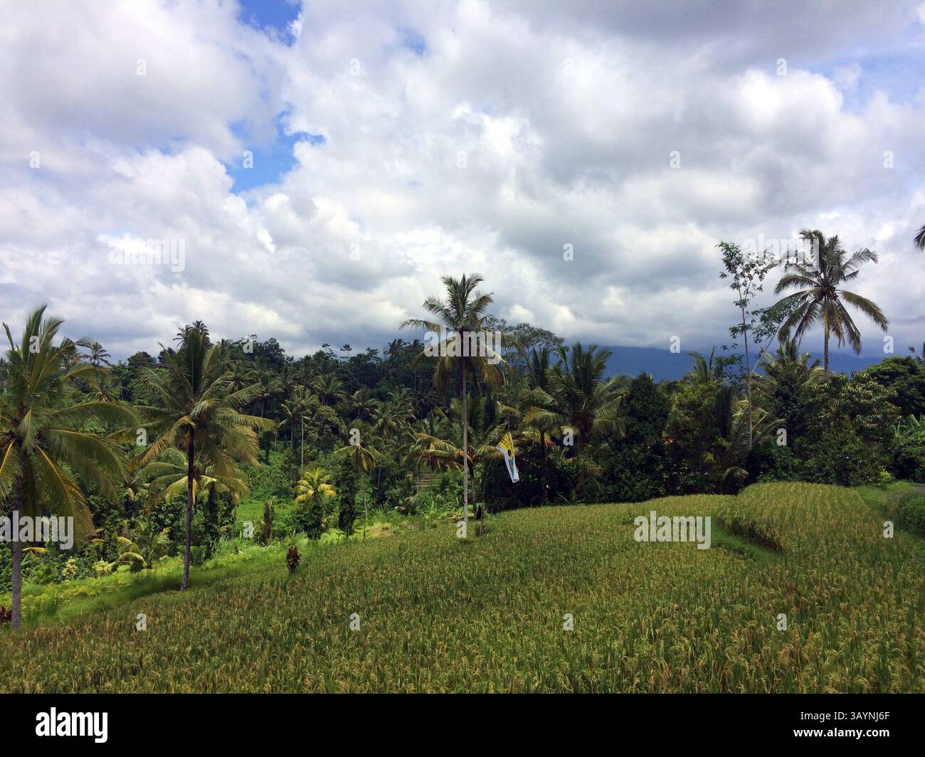 Des rizières verdoyantes s'étendent à travers le paysage, bordées par d'denses grappes de palmiers. En arrière-plan, collines ondulantes. Banque D'Images