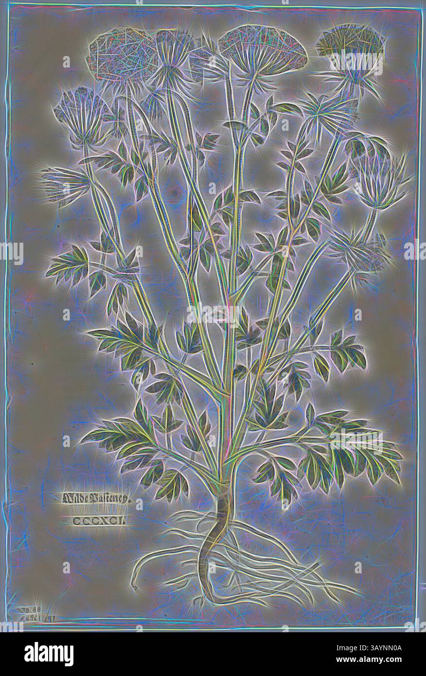 Une illustration botanique mettant en vedette une grande plante avec des fleurs délicates sur des tiges minces, accompagnée de motifs de feuilles complexes et de racines détaillées, le tout présenté avec des couleurs vives et des embellissements artistiques. Feuille de New Kreuterbuch de Leonhart Fuchs, planche 97 de gravures sur bois de livres du XVIe siècle, 1543, Assemblée en portfolio 1937, attribuée à Heinrich Füllmaurer (Suisse, actif 1520-1545), Assemblée par Max Geisberg (Suisse, 1875-1943), Suisse, gravure sur bois, 329 x 201 mm (image), 352 x 233 mm (feuille) Art classique avec une touche moderne réinventée par Artotop Banque D'Images