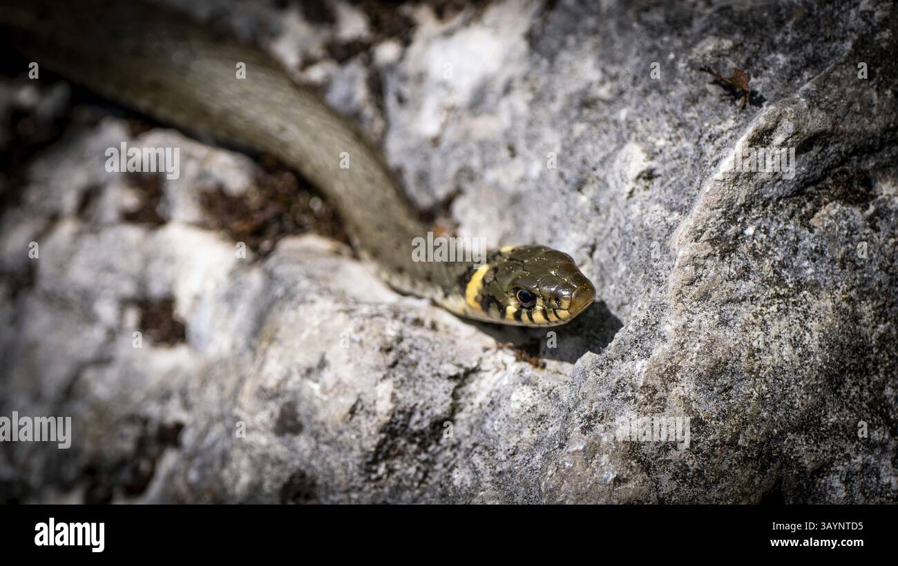 Koenigsee, Berchtesgaden, Bavière, gros plan d'un serpent levant la tête sur une surface rocheuse Banque D'Images