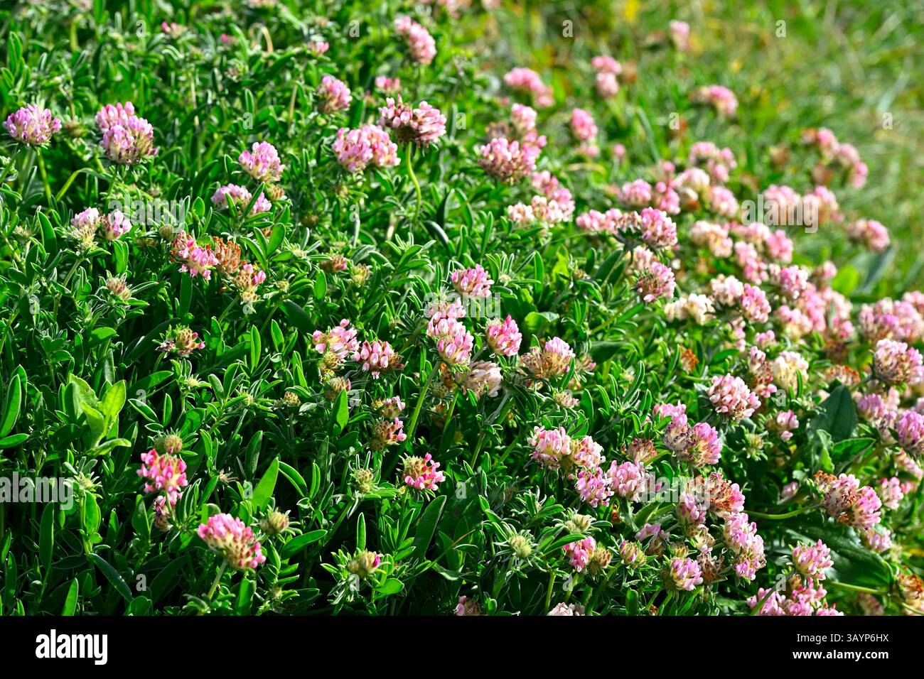 Fleurs printanières roses de Anthyllis Vulneraria / vesce de rein commun la Coruna, Espagne avril Banque D'Images