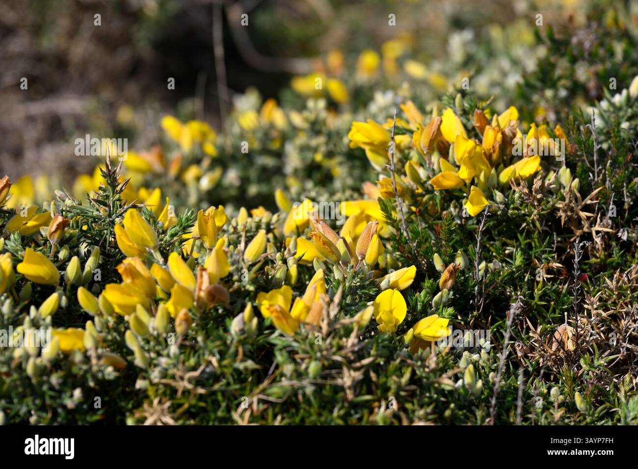 Fleurs printanières jaunes d'Ulex gallii / Western gorse la Coruna Espagne avril Banque D'Images