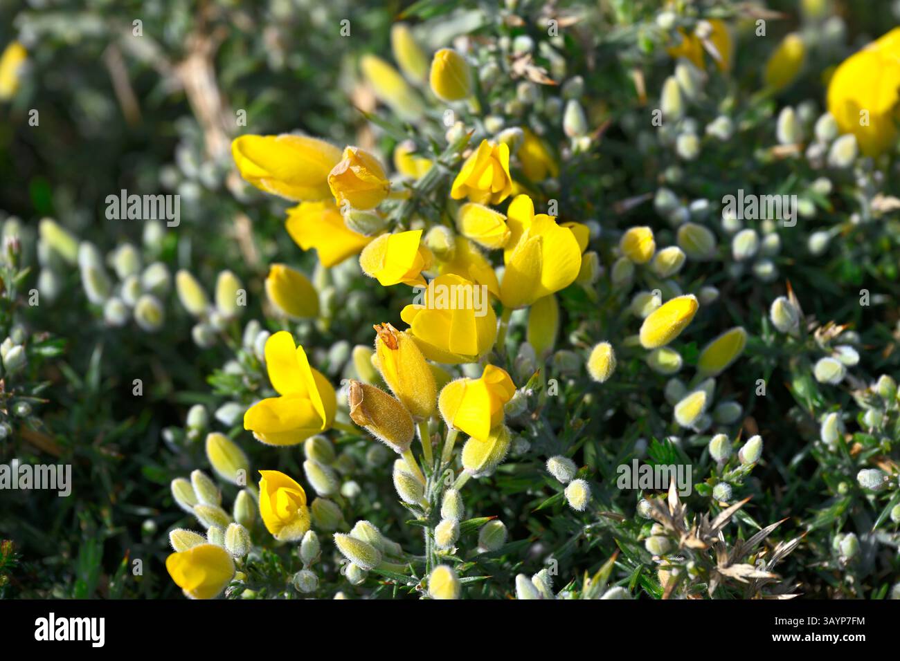 Fleurs printanières jaunes d'Ulex gallii / Western gorse la Coruna Espagne avril Banque D'Images