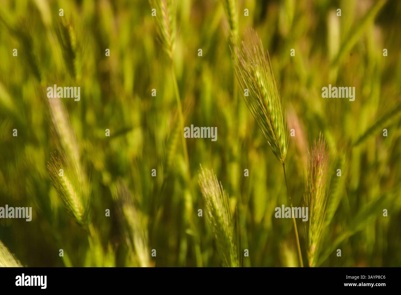 Gros plan sur l'orge de souris dans un champ herbeux. Représentant la croissance, l'avenir, la terre, le modèle et le changement. et la beauté et l'inspiration natures fournissent. Banque D'Images