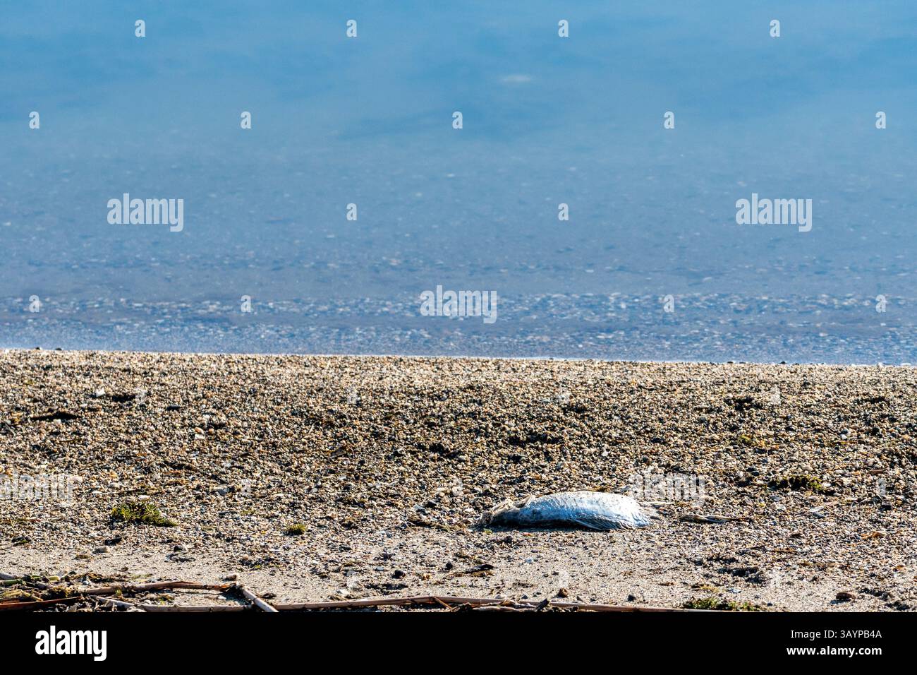 Silent Shore. Poissons morts au bord du lac. Banque D'Images